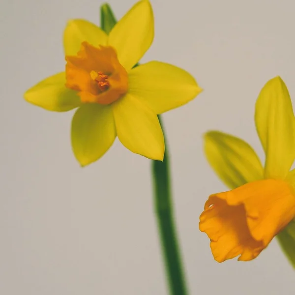 电竞下注捕鱼游戏